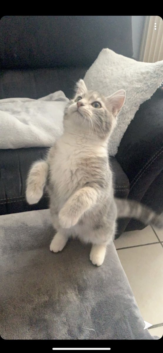 marie_pomart's tweet photo. Bonjour,
Mon chaton est parti de chez moi hier midi et n’est pas rentré.
Elle a 4 mois c’est une femelle, elle répond au nom de chucky, elle est très gentille et très jouette. 
Elle a disparu à Gravelines sur le secteur les huttes.
Merci de rt au maximum. https://t.co/wNC5RcLVim