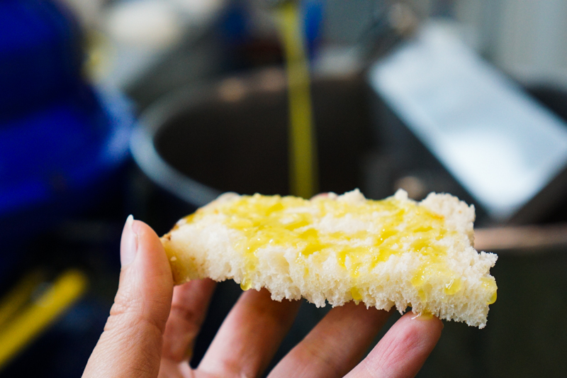 Ecco le foto della produzione dell'olio novello della campagna olearia 2019-2020, per assaggiarlo vai su oliopace.it o vieni in frantoio, ti aspettiamo!
#oliopace #olioextraverginedioliva #olioevo #Basilicata