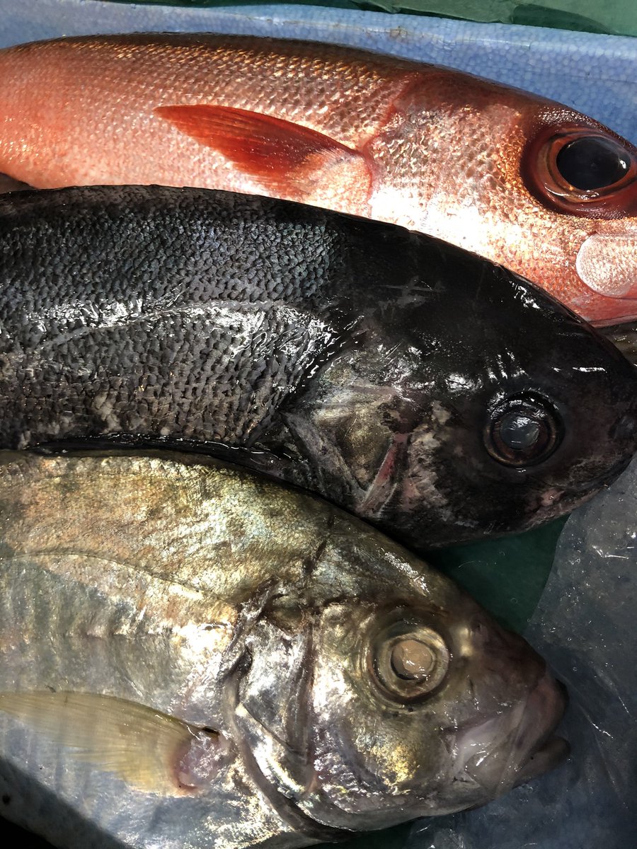 ট ইট র Ototodiningbou さっき魚のお水をひっくり返して靴の中までびっしょりにしたbouです 五島のお魚届きましたよ 今宵はハチビキとメダイとカイワリのお刺身にします おっきなコロダイは暫し寝かします 大好評の特大のカキフライは2個 700で 白子