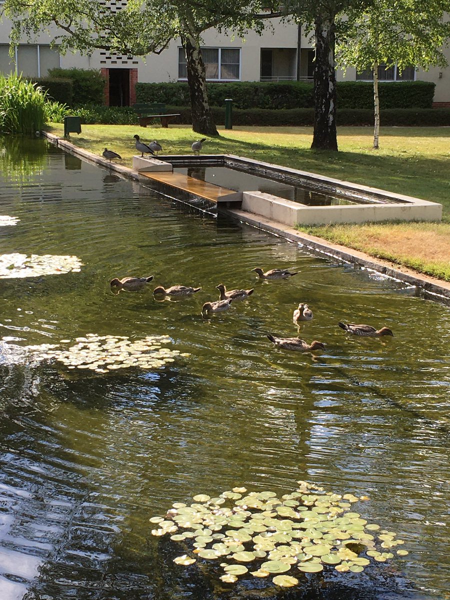 drsarahcroker's tweet photo. A whole new batch of Maned Ducks exploring the lovely University House pond at ANU 😍 #ConferenceBirding #ASHB2019 https://t.co/cEzd5V8XlR