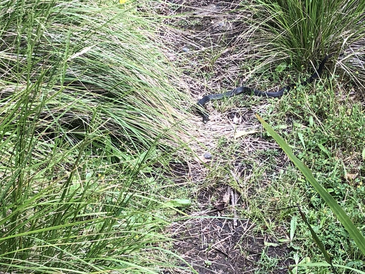 A few pics from the first 11km. 3km now from night one camp. No humans. Yeah that was the first black snake. Bastard