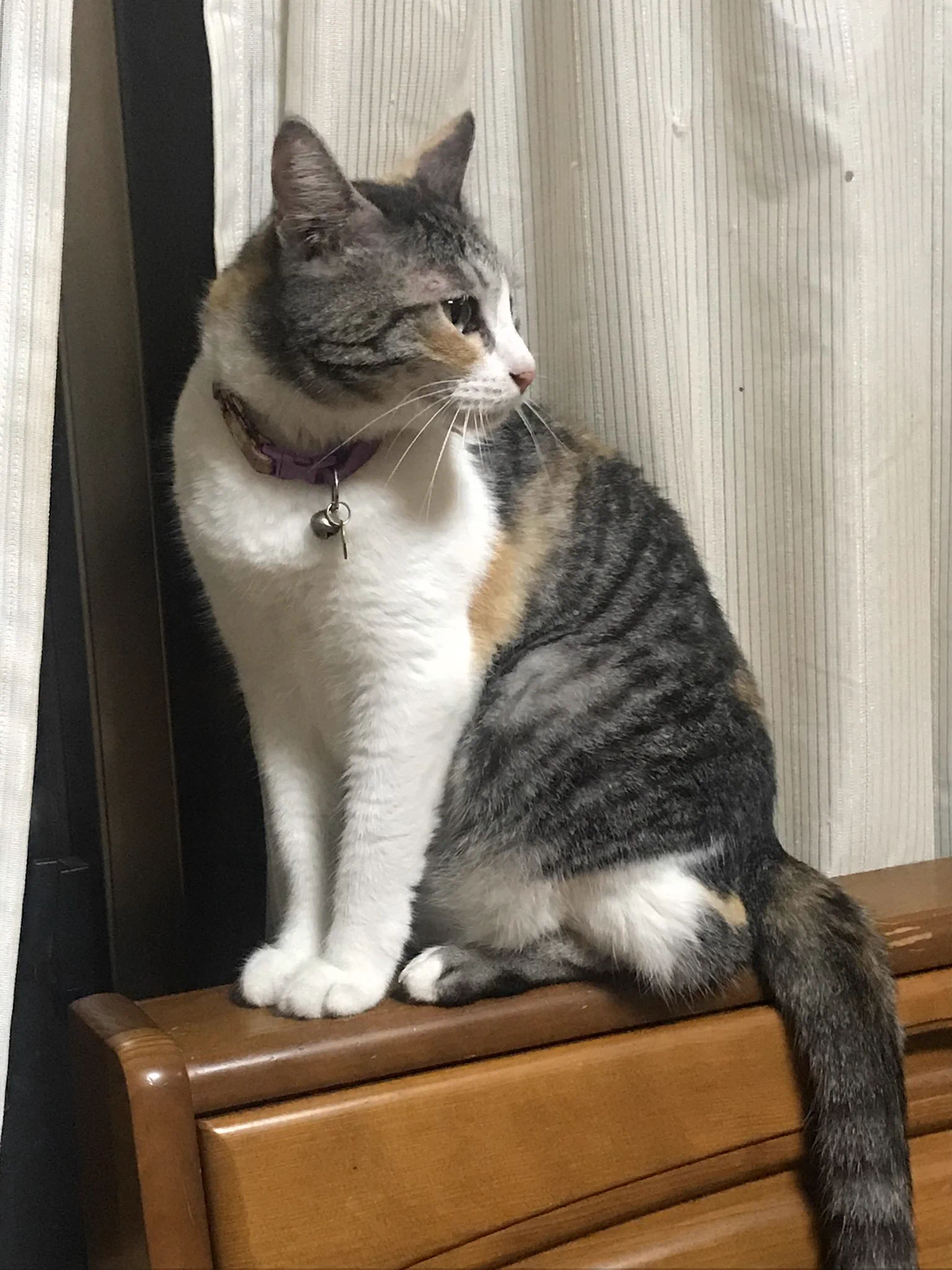 @Cheshicom はじめまして。
とても賢いやり方ですね！説明書を失くす心配もないですし。
よろしければ我が家のにゃん共を🐱（背景がきたなくて申し訳ないです…） 