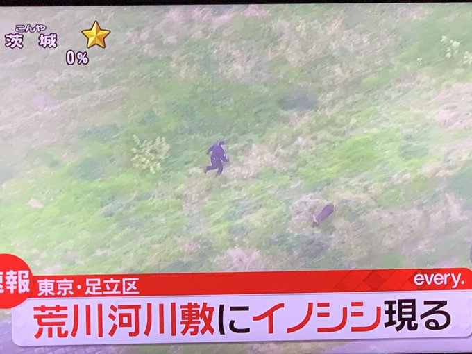 イノシシ 足立区 荒川河川敷で猪が出没 イノシシ一匹でただけで速報でニュース流れるんか都会は まとめダネ