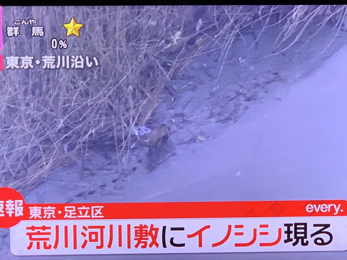 イノシシ 足立区 荒川河川敷で猪が出没 イノシシ一匹でただけで速報でニュース流れるんか都会は まとめダネ