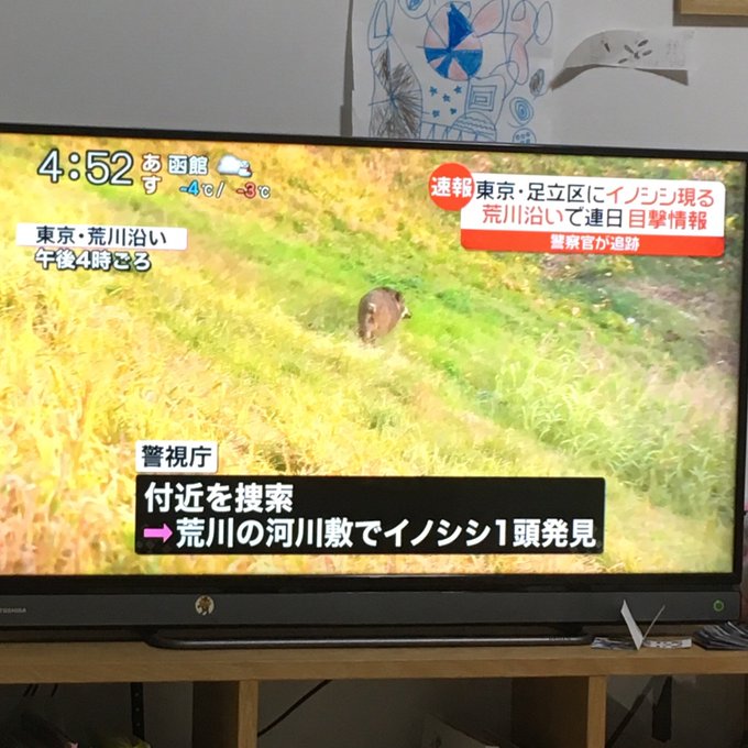 イノシシ 足立区 荒川河川敷で猪が出没 イノシシ一匹でただけで速報でニュース流れるんか都会は まとめダネ