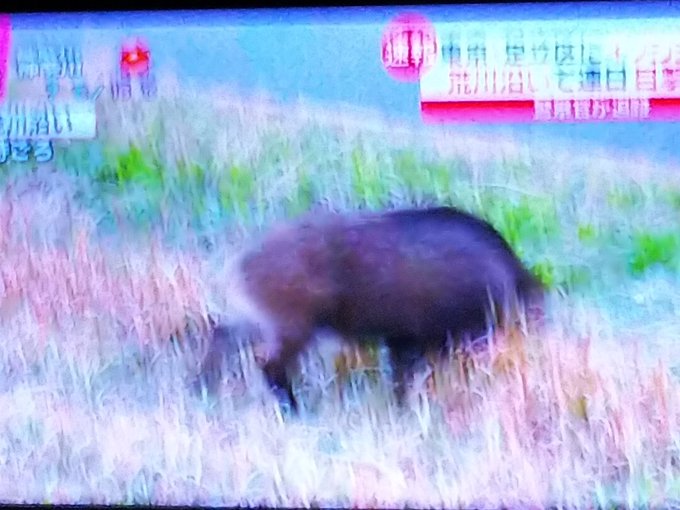 イノシシ 足立区 荒川河川敷で猪が出没 イノシシ一匹でただけで速報でニュース流れるんか都会は まとめダネ