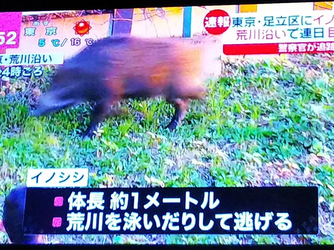 イノシシ 足立区 荒川河川敷で猪が出没 イノシシ一匹でただけで速報でニュース流れるんか都会は まとめダネ