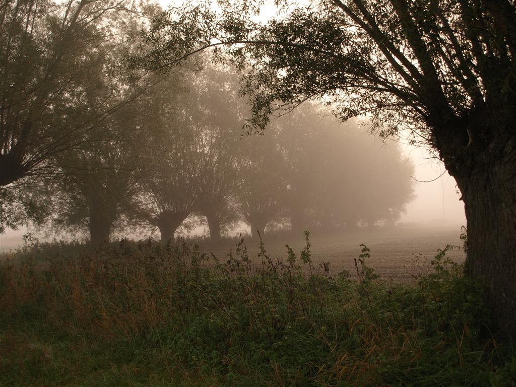 GminaGniew's tweet photo. Jesień w gminie Gniew - pięknie, rześko i  już lekko mroźnie 🍂❄️🍂 

@MeteoprognozaPL @PomorskieEU @Kociewie https://t.co/BjiH9JsZxQ