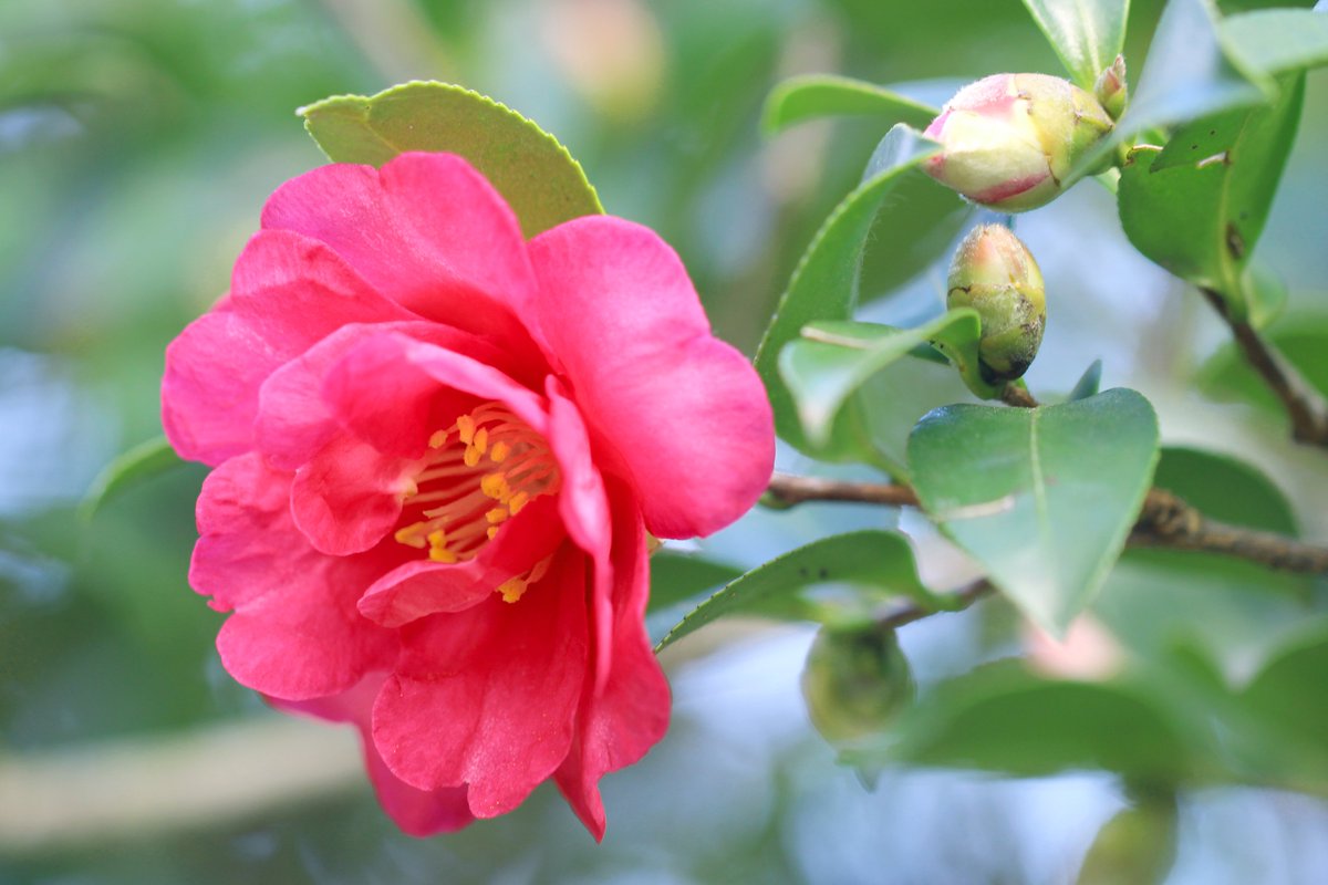 長居植物園 V Twitter ツバキ サザンカ どっち 写真は カンツバキ 名前に ツバキ とつくのに 花弁が一枚ずつ散ります カンツバキの由来にはサザンカの園芸品種とする説やサザンカとツバキの雑種後代とする説などがありますが 未だはっきりしていません