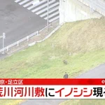 【なぜここに？】東京都足立区で野生のイノシシが現れる…