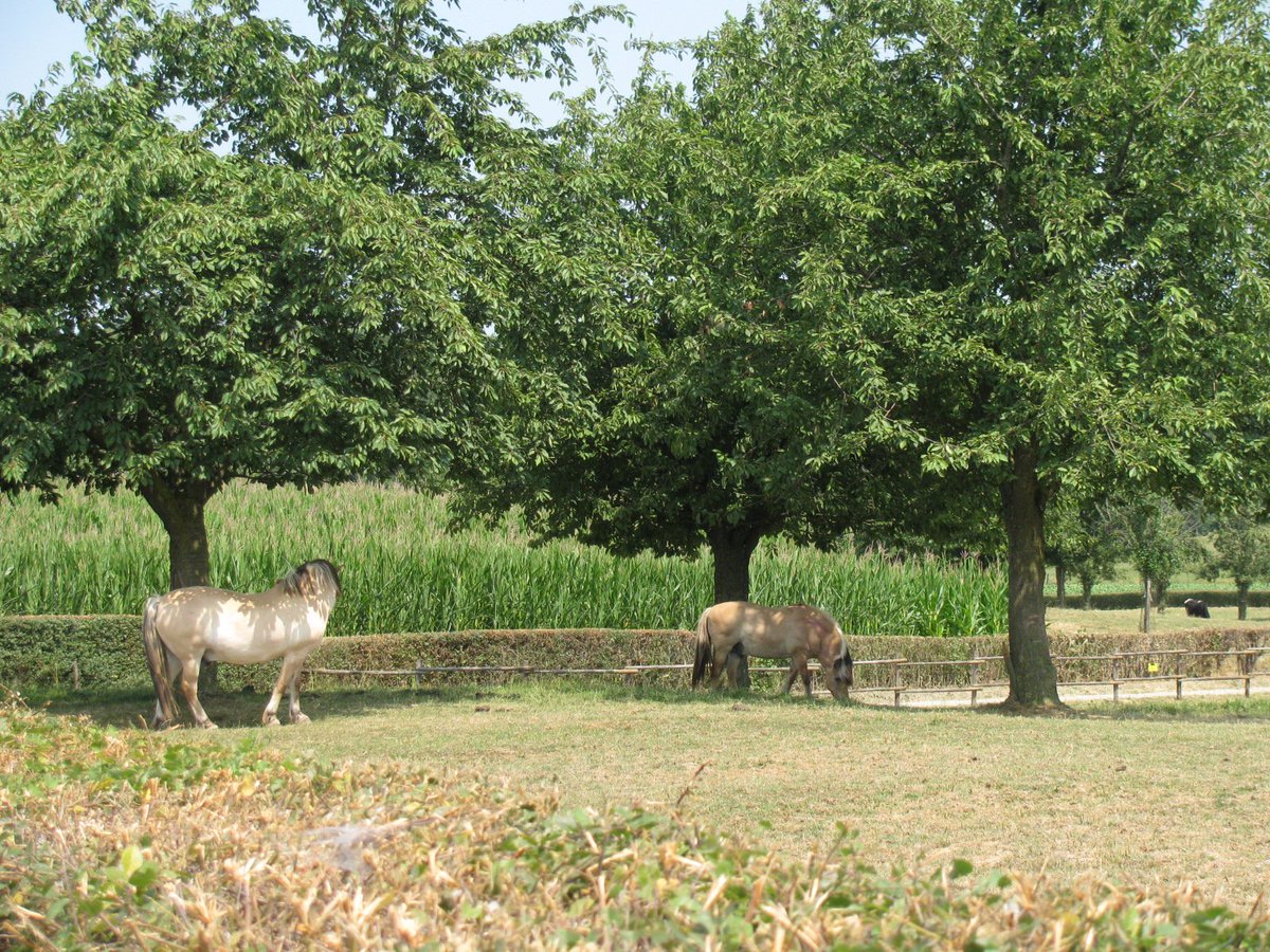 Fietsen🚴‍♀️ of wandelen 🌳door bossen en weilanden in #ZuidLimburg?
Of lekker niets doen en ontspannen?
Dat kan allemaal vanaf onze #kampeerboerderij in Libeek.
Voor jong en oud, klein of groot.
En er is voor iedereen wat te doen.....
Reserveer tijdig.
hofvanlibeek.nl