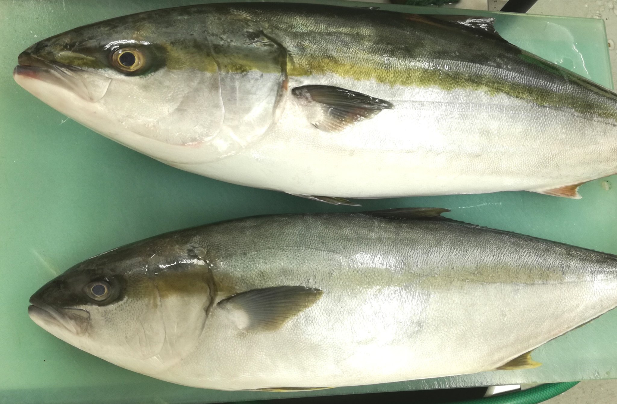ট ইট র 大泉博之 魚よし 元住吉の魚屋 営業は終了しました このヒラマサはブリとほとんど同じ形なんですよ でもね 見分けはつき易いです ヒレの向きで分かりま す 左の画像は上がブリで下がヒラマサです 黄色い線を基準にしてね ヒレが線に ট ইট র 大泉博之 魚よし 元住吉の魚屋 営業は終了しました このヒラマサはブリとほとんど同じ形なんですよ でもね 見分けはつき易いです ヒレの向きで分かりま す 左の画像は上がブリで下がヒラマサです 黄色い線を基準にしてね ヒレが線に