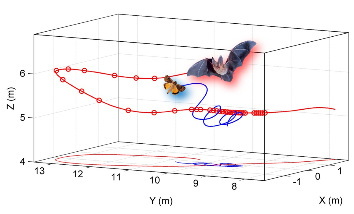 batsmoths's tweet photo. Our #neurophys & #modelling paper on how #moths use evasive #flight to escape from #bats now out in J Theor Biol! Together with Hannah ter Hofstede @Dartmouth and Marc Holderied @BristolUni.
@AcFuncEcolGroup @maxplanckpress #EmmyNoether @dfg_public https://t.co/AF5veLpuF4