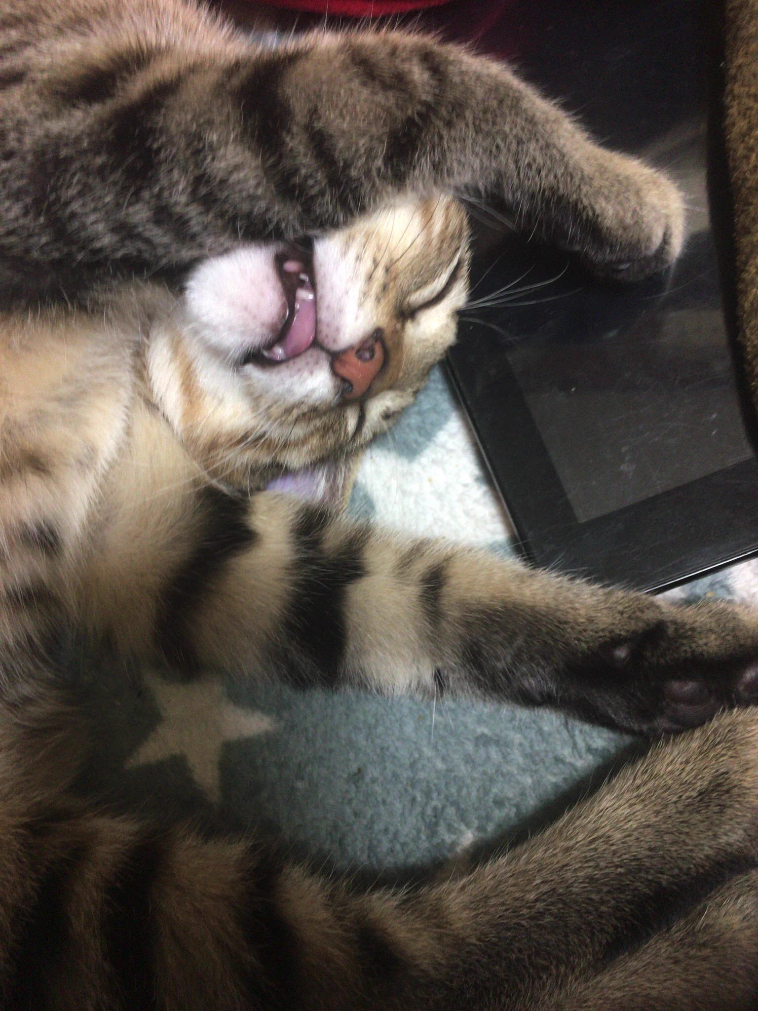 @Cheshicom @yuukikagou にゃんと...便利！ 