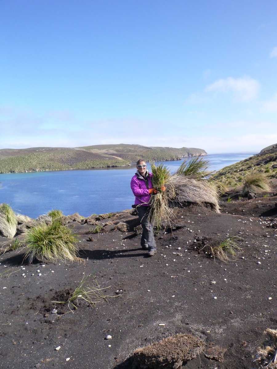FI_Conservation's tweet photo. This #TussacTuesday we hand over to Juliette Hennequin who led the planting of over 2,500 tussac plants through wind and snow! 🌾We hope she inspires you to give ecological restoration a grow!  https://t.co/XOEqW2xFp7 🐧  #ConservationOptimism https://t.co/kbPth9e6Y3