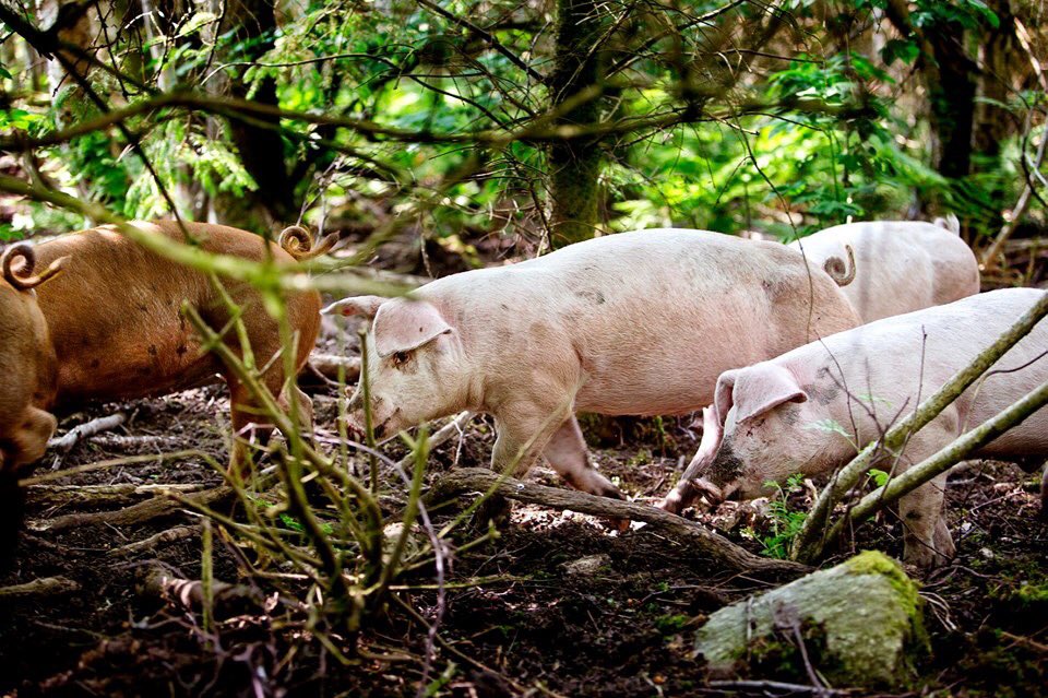 Vi har kun få esker igjen med årets skogsgris fra #Klostergarden! Vi har hatt #frittgående gris på garden i mange år nå, og får gode tilbakemeldinger på smaken av kjøttet. Ca 14 kg per eske. bestilling@klostergarden.no #matmedhistorie #matmanifestet #matregionen Foto: matfranorge