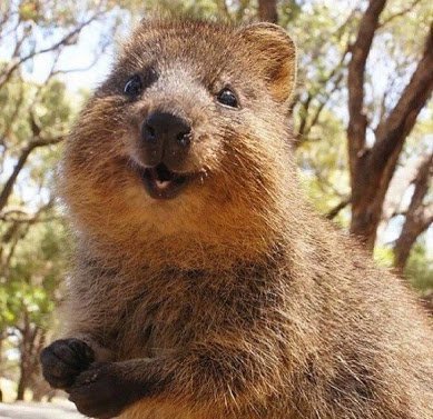 秘密にしておきたかった生き物 クアッカワラビー 非常に人懐っこいため 写真を撮ろうとすると自ら近寄ってくる事も多い 常に口角が上がっているので 笑っているような表情になっている 世界一幸せな動物 と呼ばれています T Co