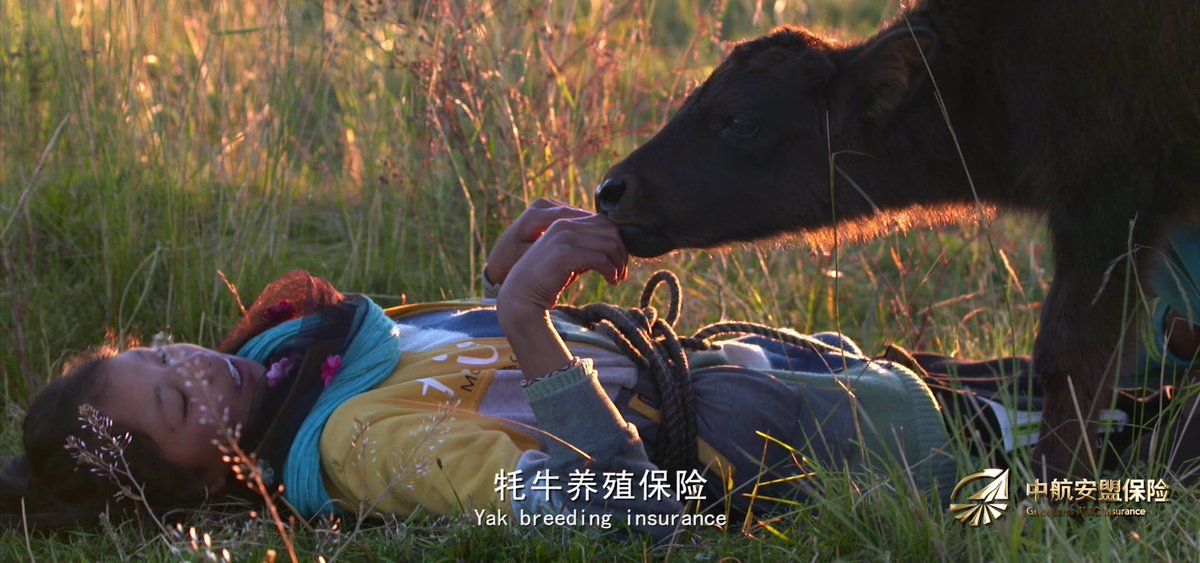 GroupeGroupama's tweet photo. #1mois1filiale 🇨🇳 Lutte contre la pauvreté en Chine ➡ #Groupama-AVIC assure plus de 9 000 familles &amp; 900 000 yacks sur les haut-plateaux tibétains en partenariat avec la Banque Agricole du #Sichuan qui finance le paiement des primes d’#assurance des éleveurs les plus modestes https://t.co/tRKNhhVCV4