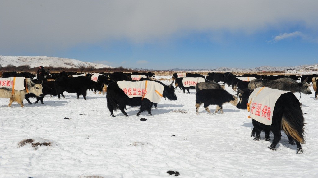 GroupeGroupama's tweet photo. #1mois1filiale 🇨🇳 Lutte contre la pauvreté en Chine ➡ #Groupama-AVIC assure plus de 9 000 familles &amp; 900 000 yacks sur les haut-plateaux tibétains en partenariat avec la Banque Agricole du #Sichuan qui finance le paiement des primes d’#assurance des éleveurs les plus modestes https://t.co/tRKNhhVCV4