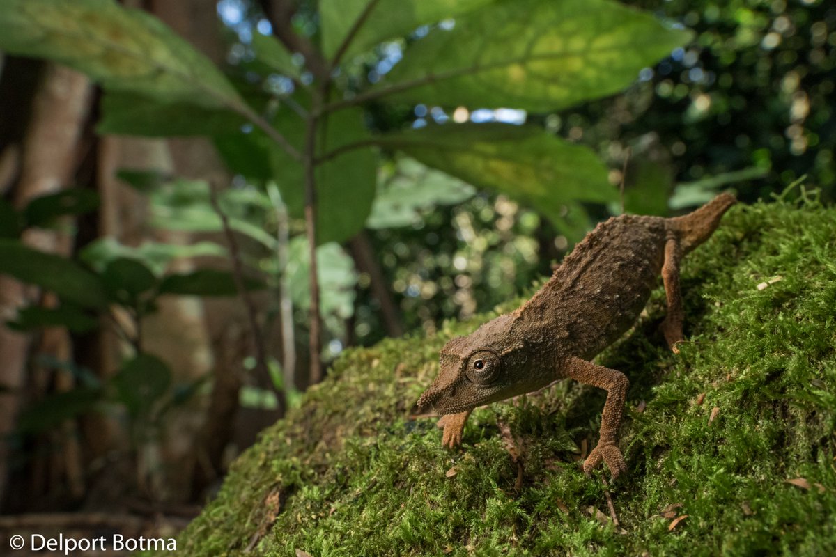 Ruben Foquet (@rubenfoquet) on Twitter photo <a href="/inaturalist/">iNaturalist</a> first observation of the Chapman's pygmy chameleon on your portfolio! The species is critically endangered and needs your help! globalgiving.org/projects/savin…
inaturalist.org/observations?v… <a href="/inaturalist/">iNaturalist</a> first observation of the Chapman's pygmy chameleon on your portfolio! The species is critically endangered and needs your help! globalgiving.org/projects/savin…
inaturalist.org/observations?v…