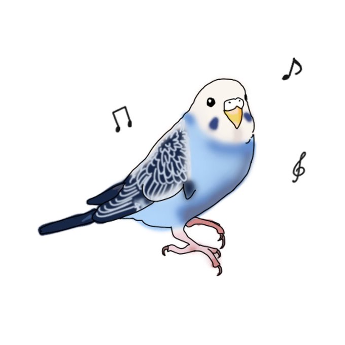 インコのイラストのtwitterイラスト検索結果 インコのイラストのtwitterイラスト検索結果