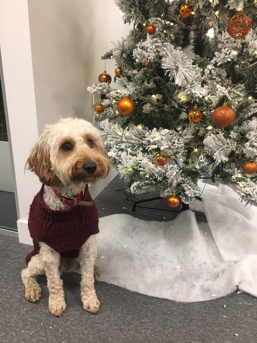 ArkenLegal's tweet photo. The final result! Thank you @MearsBullen - Bruce has been briefed on the baubles... #feelingfestive #bruceisback https://t.co/sIlmKwAlj8