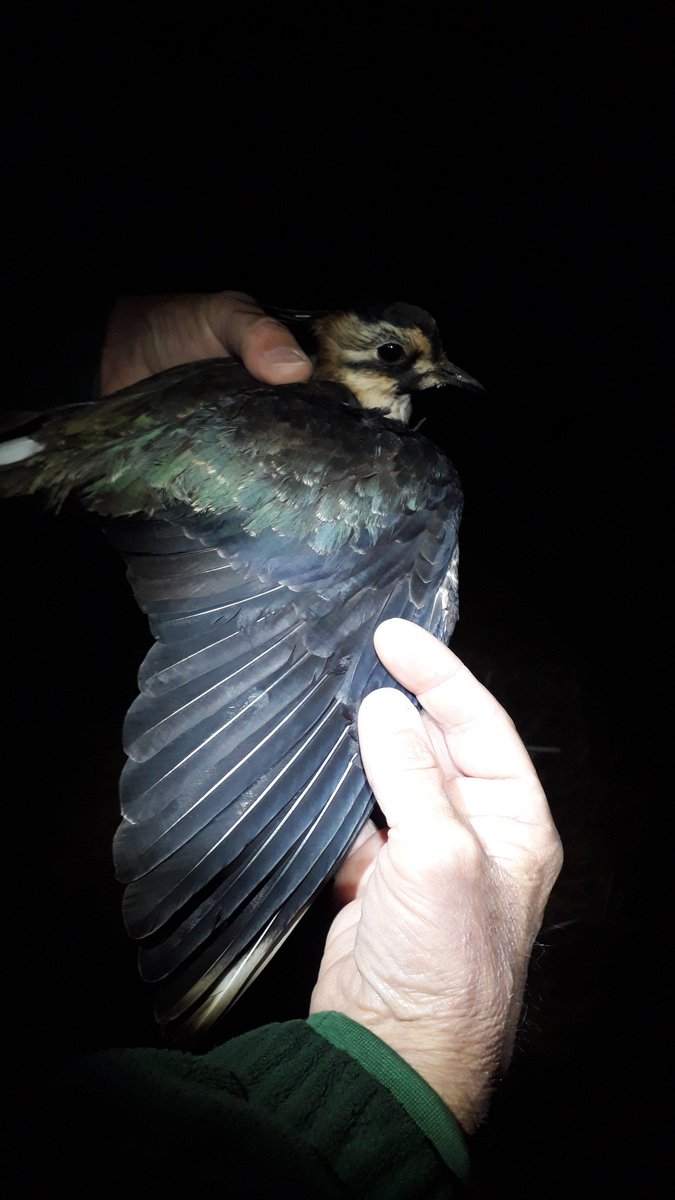 More Lapwing last night on one of our study farms than we have seen there for years. Fodder crops now as well as improved grassland. Good number of Skylark but only 2 Woodcock seen.