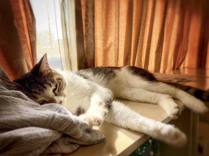 Twitterのコスプレ画像48