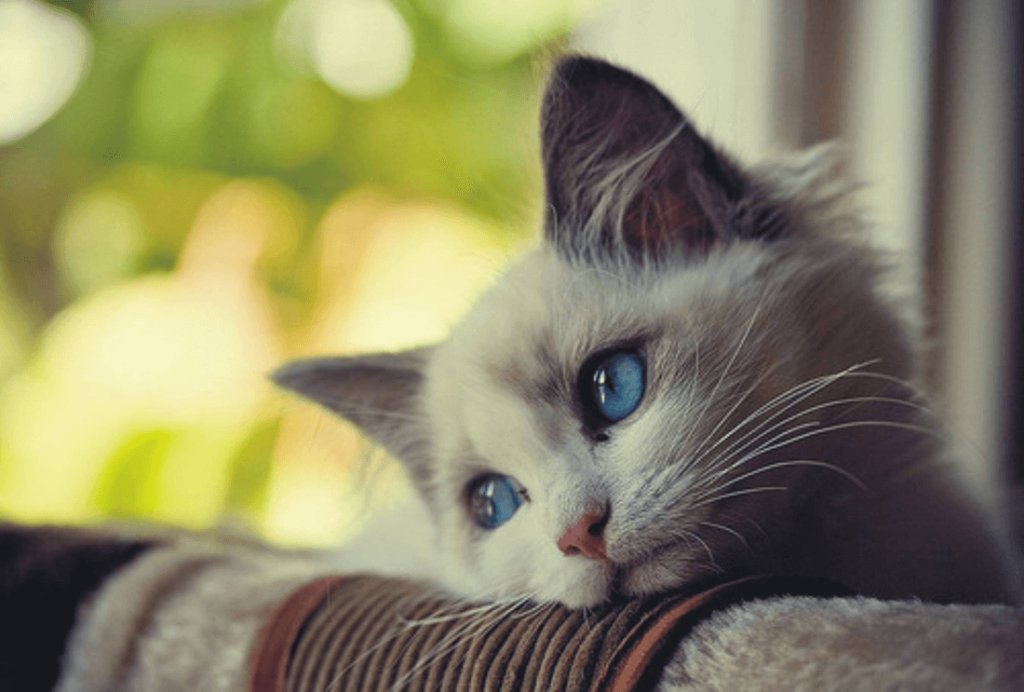 PNurturing's tweet photo. Do Cats Get Lonely?
Yes, and the worst part is that cats suffer from loneliness because of us only.
Know More About Cat Loneliness And Depression!
https://t.co/TLGfkQvire
#cat #loneliness #depession #Kitty #feelingalone #PetsNurturing https://t.co/hrxkADI9RE