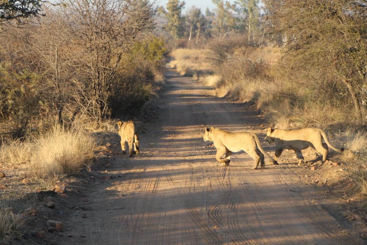 NgalaOf's tweet photo. Game drives are always special at Ngala Lodge. We strive to create an experience like no other. Book now at https://t.co/3G7rprkq33 or contact us at 0826890088. #Bigfive #Lion #Giraffe #Gamedrive #Bush #Africa https://t.co/6Aa3Bo3Eyx