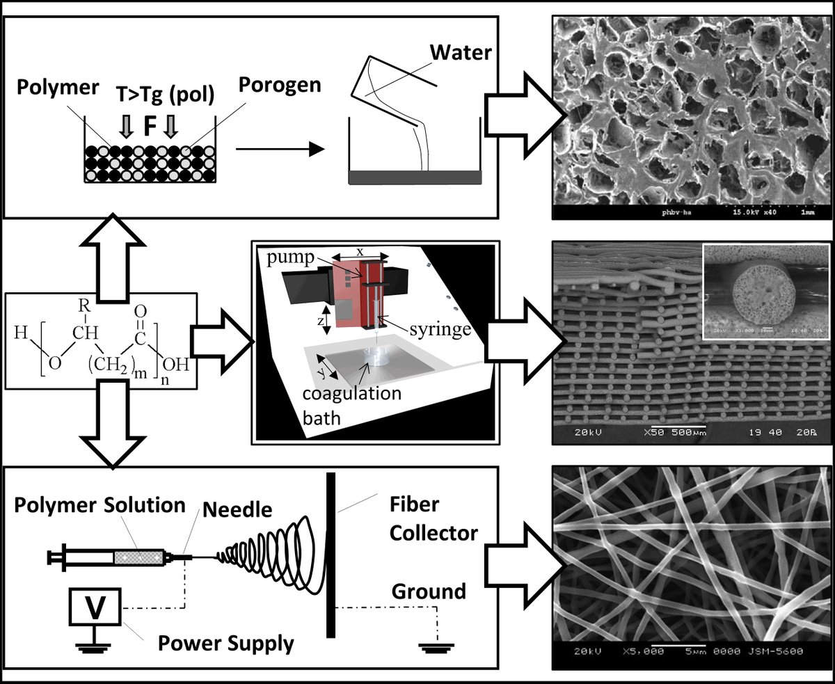 Biomedical Processing of #Polyhydroxyalkanoates.

#PHA #PHB #electrospinning

mdpi.com/2306-5354/6/4/…