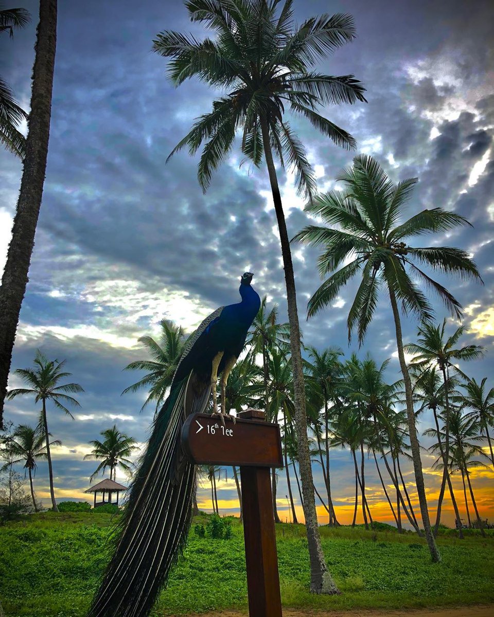Ocean Corner or Hole 16 owes its name to a close proximity to the sea but here’s a capture that proves it’s got more than just a great view! 
#Peacock #SriLankanWildLife #ShangriLaColombo #AWorldOfWonder