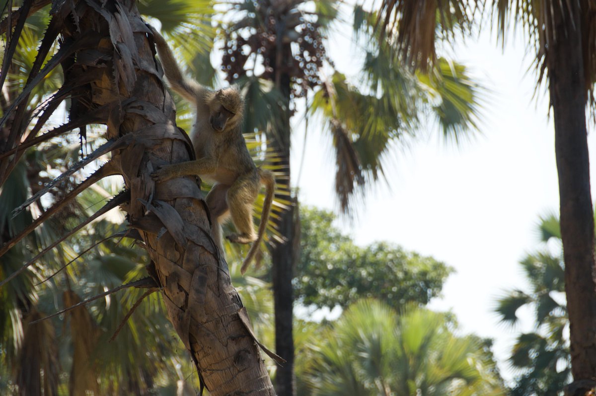 BainesRiverCamp's tweet photo. It's none of your monkey business!
#ThinkZambia | #ThinkBaines | #BainesRiverCamp | #ZambeziJourneys https://t.co/2cNirn2u4Y