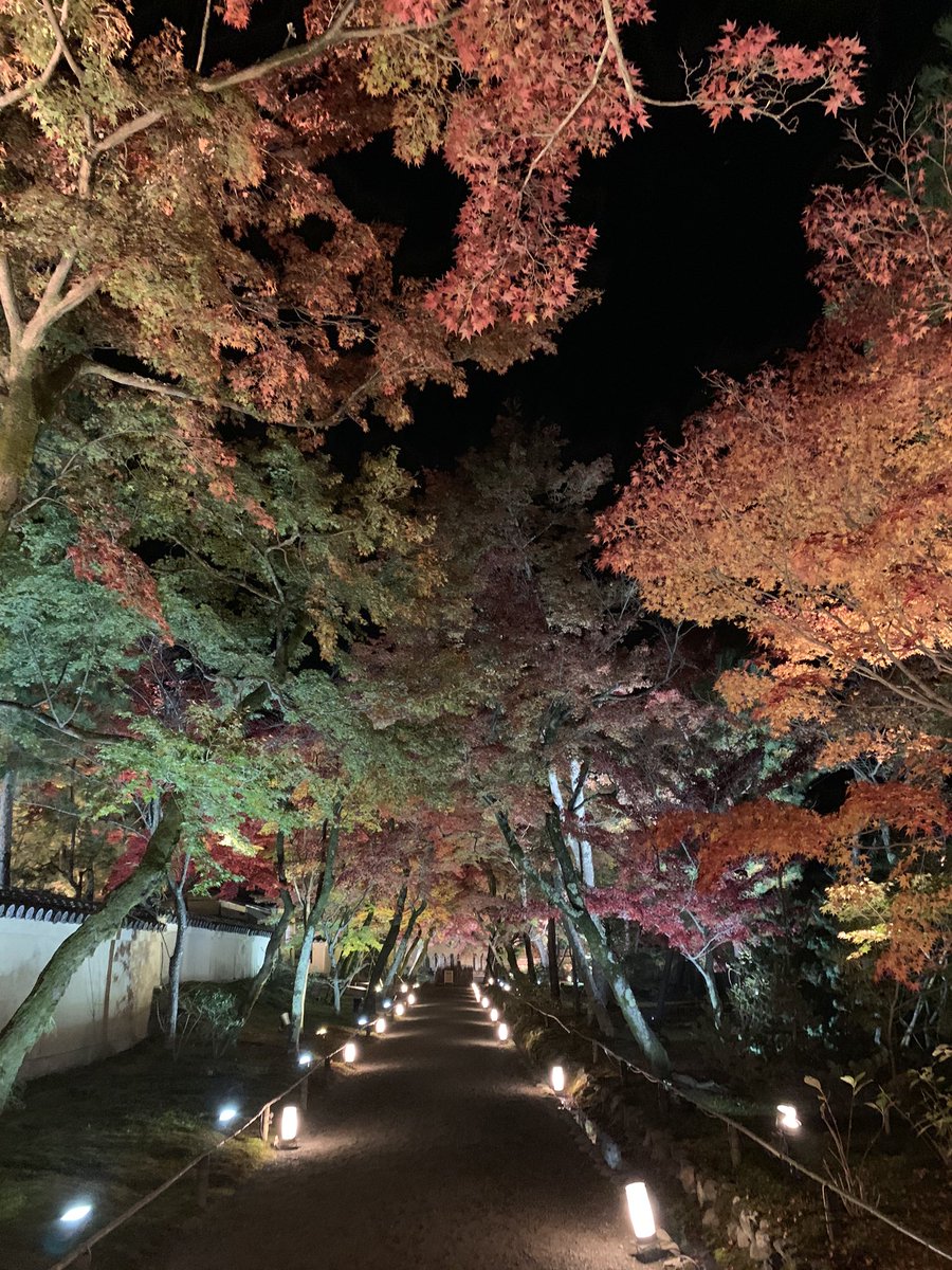 KyotoMogana's tweet photo. MOGANA experience
.
錦秋の貸切夜間紅葉拝観、
連日開催し、好評いただきました。
光と彩りに満ちたひと時は
また、来年を楽しみに。
.嵐山 天龍寺塔頭宝厳院にて。
#嵐山 #紅葉 #夜間拝観 #天龍寺 #宝厳院 #貸切拝観 #autumnleaves #visittemple #arashiyama #nightvisit https://t.co/xIixZXhmn2