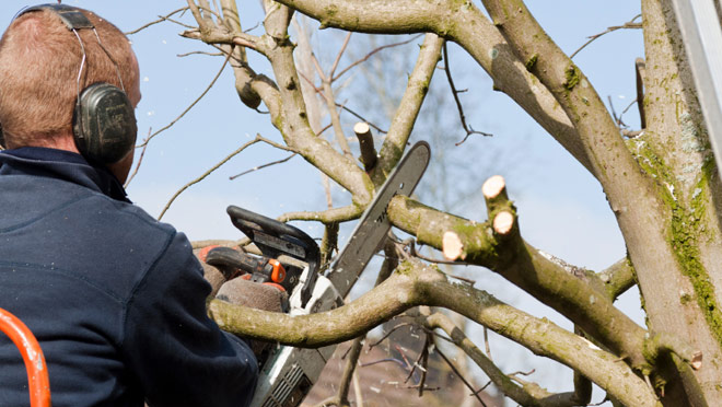 Learning A Complete Guide to Pruning and Trimming Trees Services. Contact us now at : 403-803-3147 for any enquiry - dreamscapesearth.ca/tree-services/ 
#TreeRemoval
#HedgeTrimming
#FallCleanUp
#TreePruning