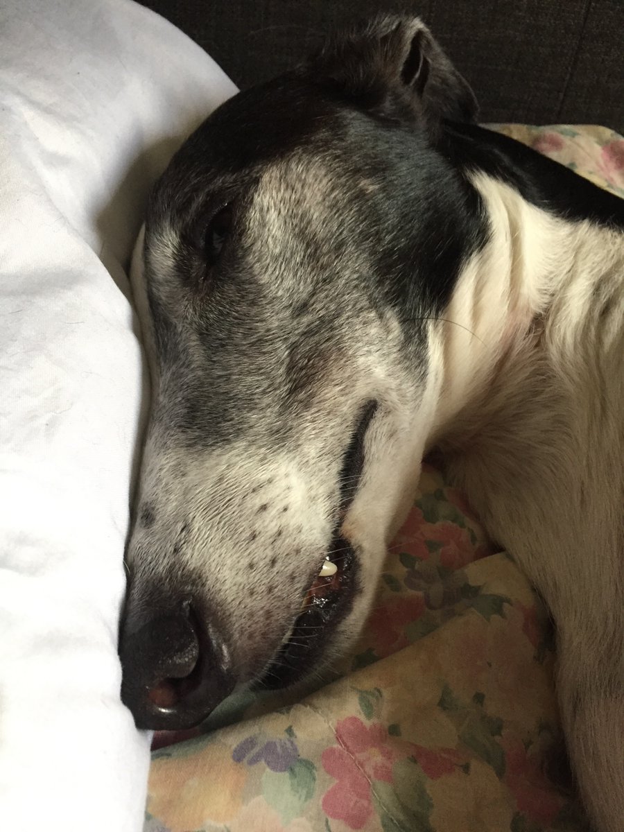 Three years ago today, the lovely people at @celiacross let me go home with my new humans. They've taken a lot of training, but they're getting there! (Pic with hat: 2016. My snoot's gone a bit greyer since then!) #AdoptDontShop  #givegreyhoundsachance #gotchaday