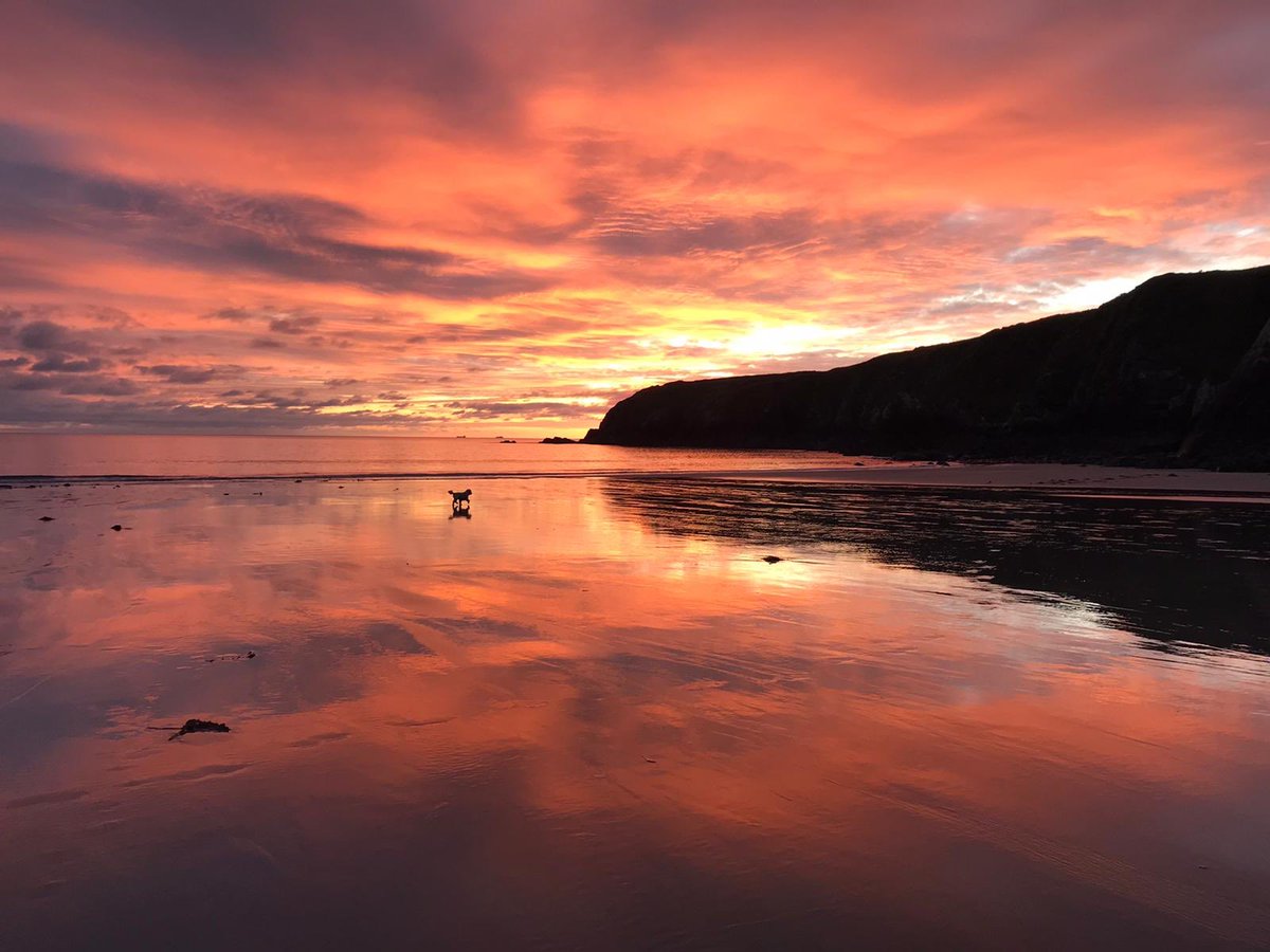 In contrast to yesterday’s pic. The beach looked beautiful last night. Sam the dog enjoyed the light and space.  #caerfaibeach #sunset <a href="/VisitPembs/">Visit Pembrokeshire 🏴󠁧󠁢󠁷󠁬󠁳󠁿</a> <a href="/visitwales/">Visit Wales 🏴󠁧󠁢󠁷󠁬󠁳󠁿</a>