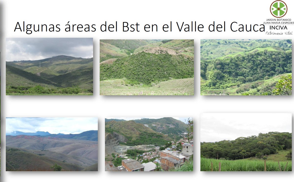 inst_humboldt's tweet photo. ¿Cuánto queda de Bosque seco en el Valle del Cauca?
#AEstaHora Alejandro Castaño de @INCIVA1 nos cuenta sobre las presiones a las que se encuentra sometido este ecosistema en esta zona del país #ForoBosqueSeco
Sigue la transmisión en: https://t.co/TVZCXZtApk https://t.co/1MneP3NPNx
