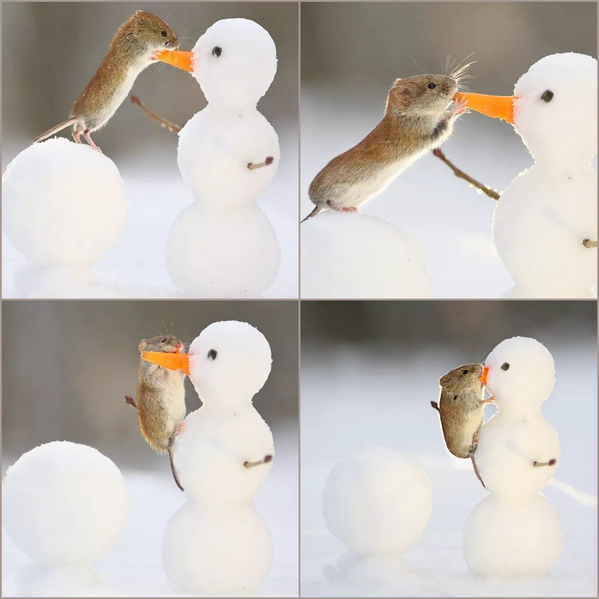 Vole eating Snowman’s nose