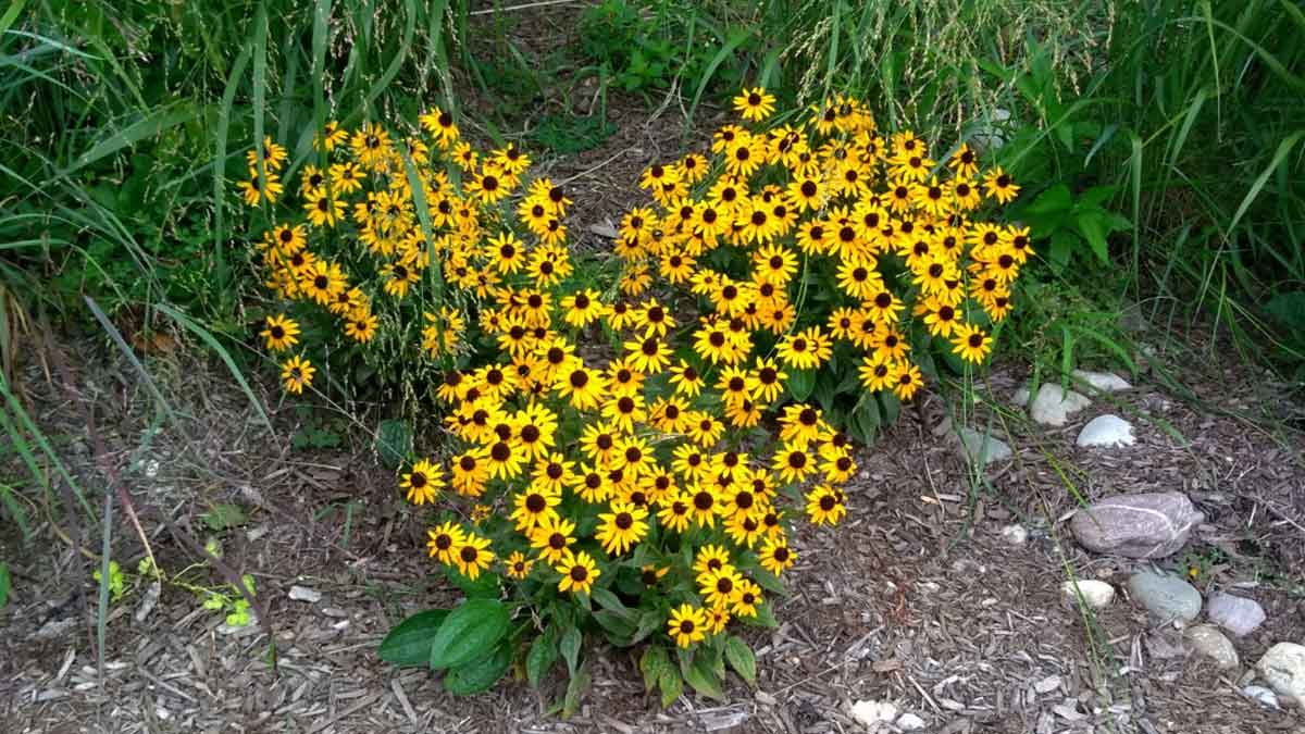 verticalscreen's tweet image. The weather is still miserably cold but not miserably rainy, so that's a plus in my book!  

I like to think these gorgeous flowers look like a🧡 - but now that I look closer I see a certain trademarked mouse 🤔

Happy Tuesday all!