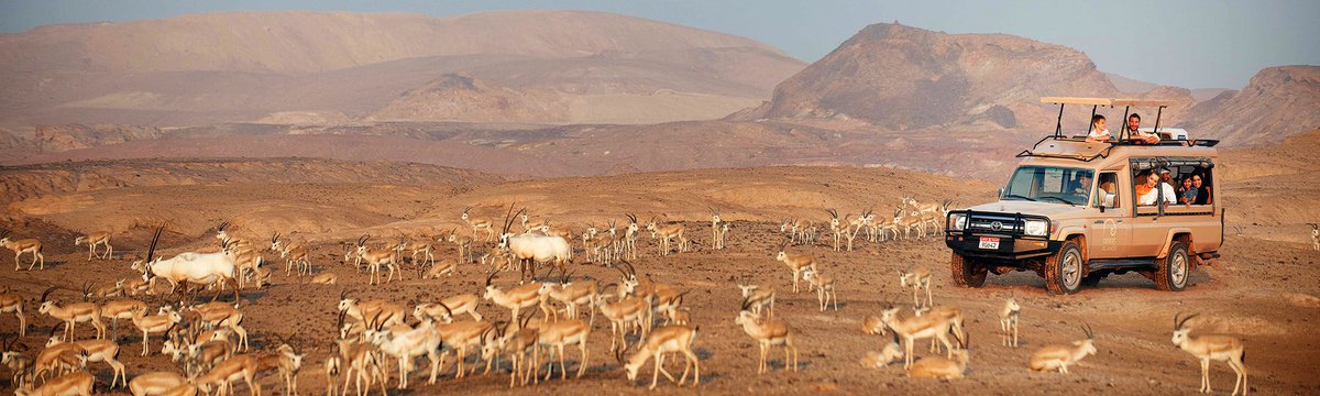 Sir Bani Yas Island #AbuDhabi is part of the Al Gharbia region of the #UAE. It's dominated by the Arabian Wildlife Park, giraffes, cheetahs and gazelles. Multiple archaeological sites with the ruins of an ancient Christian monastery. <a href="/OrienttoursUAE/">Orient Tours</a> #nature #wildlife