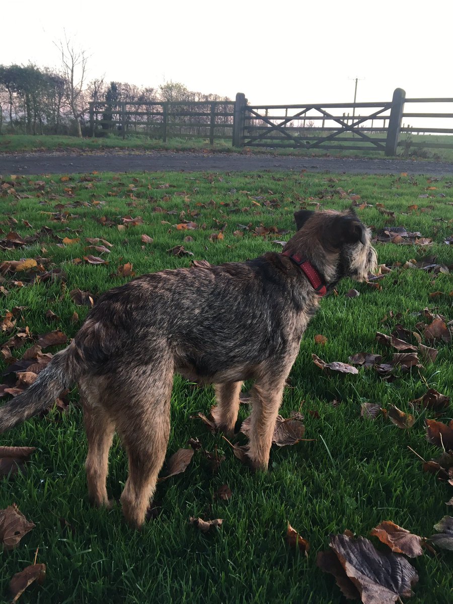 Brindle the Farm-Tec office dog just checking the perimeter before the light fades!