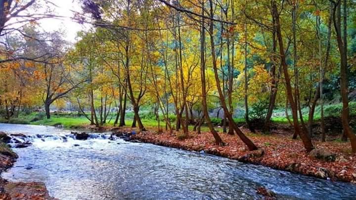 Princesss_93's tweet photo. الخريف في منطقة عيون السمك- عكار 💛🍁🍂
#Autumn 
#Lebanon https://t.co/VScrkN9SHZ