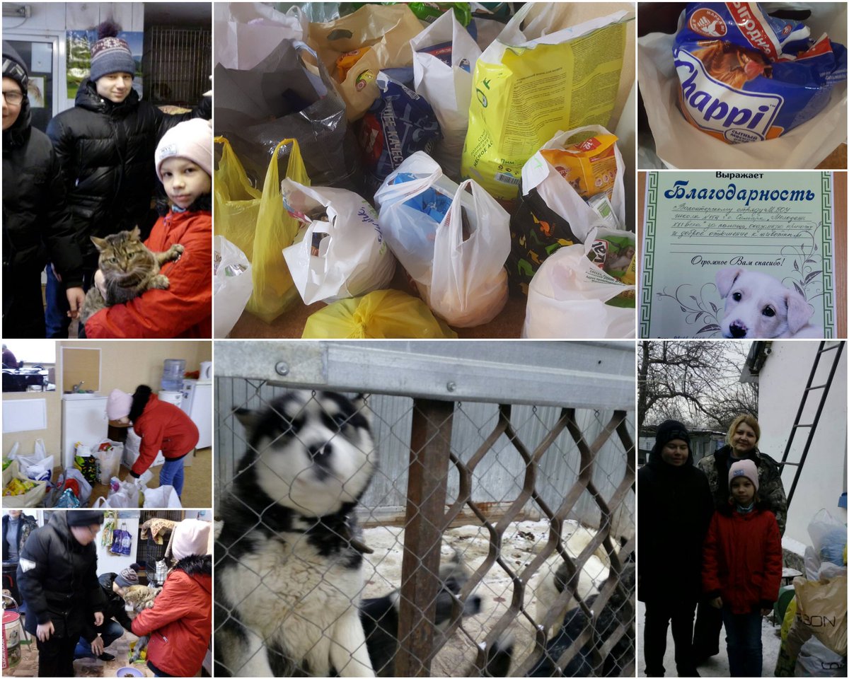 Волонтеры помогающие бездомным. Волонтеры и животные. Волонтёры бездомных животных. Волонтеры в приюте. Волонтеры помогают животным.