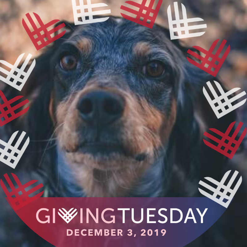 It's #GivingTuesday! You can make a difference for pets like Sadie, who found her furever home after our community raised funds for her life-saving surgery. To help pets like Sadie, visit myhswm.org/donate.