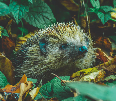 3 ideas for #wildlife-friendly garden upgrades 🦔🌿

jdickinson.co.uk/3-ideas-for-wi…
