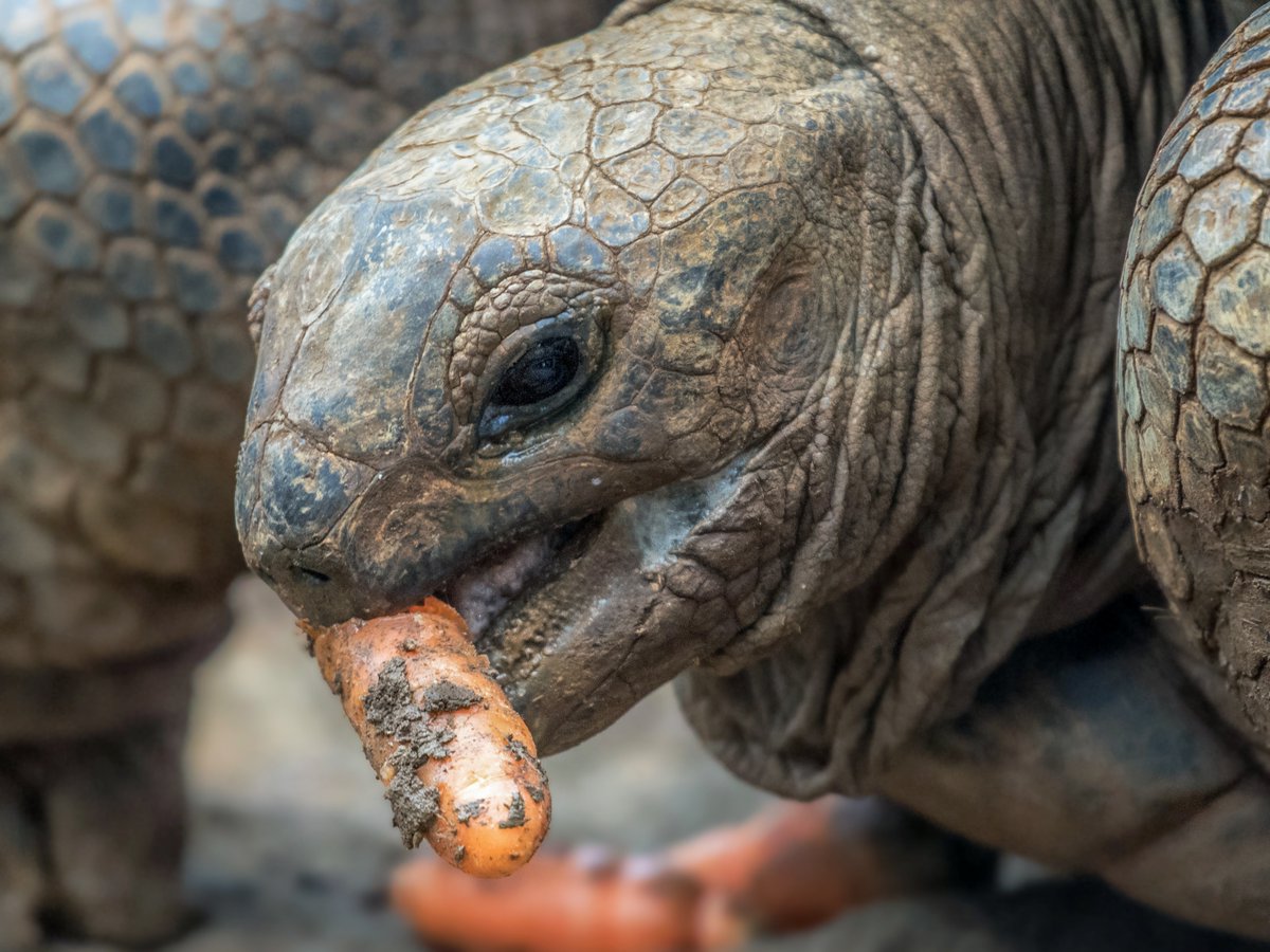 ComputerLab's tweet photo. #TurtleCrushTuesday #TurtleTuesday https://t.co/k8sXnlrjL8