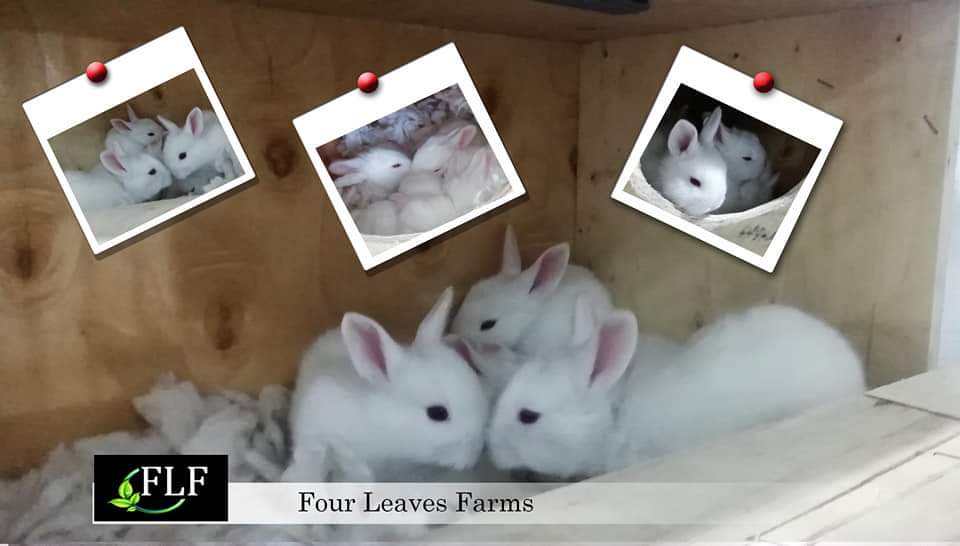 FourLeaves2019's tweet photo. Giant Angora Bunnies.
👇
😍😍😍
Look, new babbies at home.
Age: 19 days
#Angora
#Rabbit_🐰
#FLF https://t.co/gEC1LXFd3c