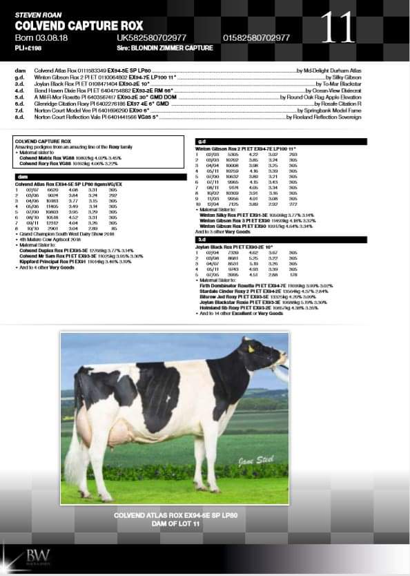 traceyroan's tweet photo. 🏆Colvend Holsteins selling their very best @ #BWsale

Ticks all the boxes
Lot 11 - Colvend Capture Rox 
✅bred to Claynook Miami (Sexed) 25/11/19
✅Fancy heifer oozing dairy quality &amp; show style
✅sired by high type Solomon son-Capture
✅ backed by 7 gens EX averaging 92.6 pts https://t.co/6MbNres8mQ