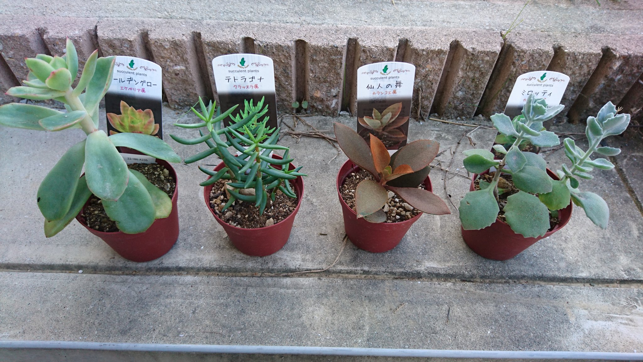 Hajiwww 1個60円税抜だった 安くてうれc 多肉植物 ゴールデングロー テトラゴナ 仙人の舞 ミロッティ T Co Pp4tcfze9u Twitter